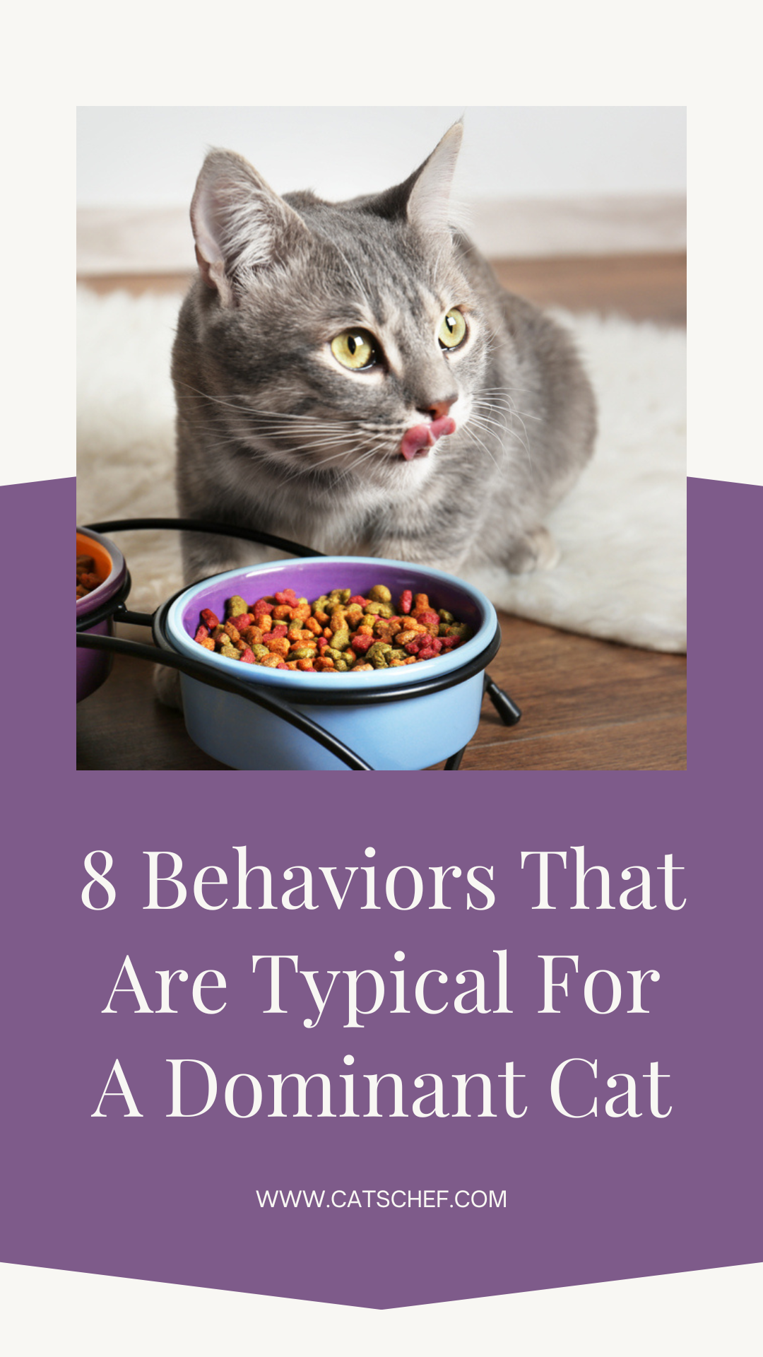 8 Behaviors That Are Typical For A Dominant Cat