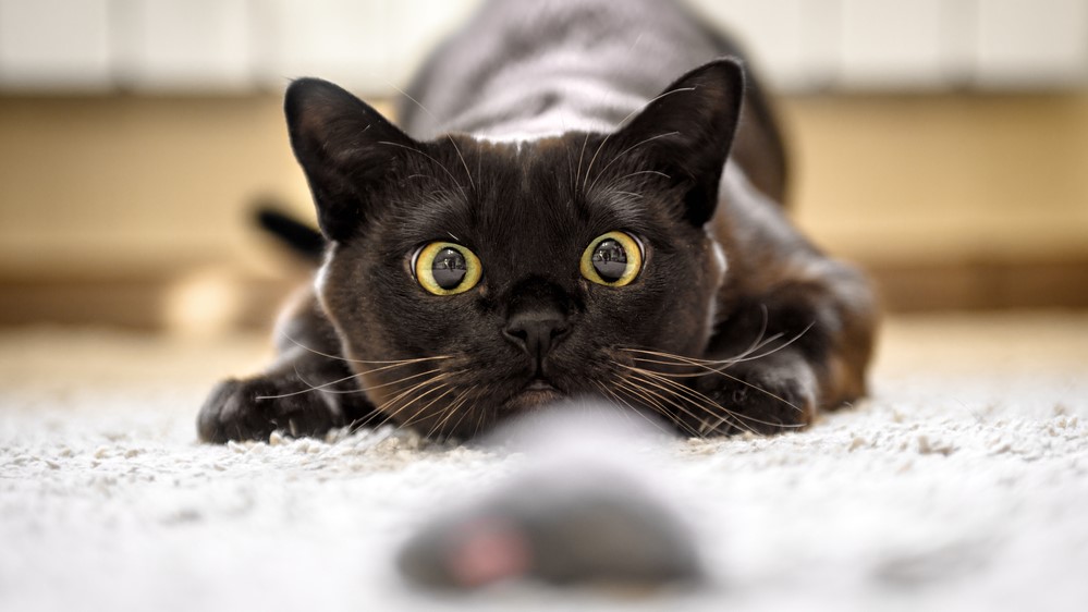 8 Obvious Signs That Your Cat Wants You To Play With Her