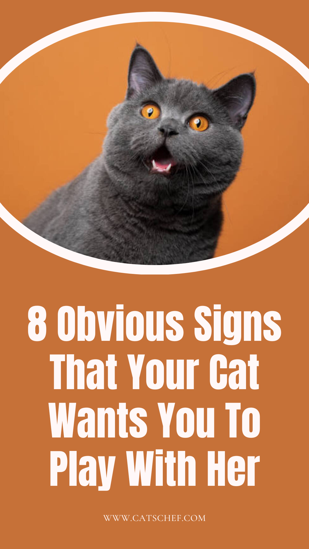 8 Obvious Signs That Your Cat Wants You To Play With Her
