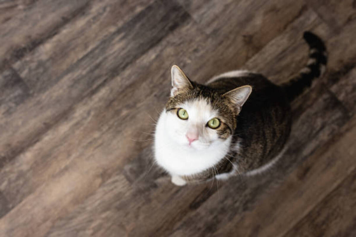 8 Obvious Signs That Your Cat Wants You To Play With Her