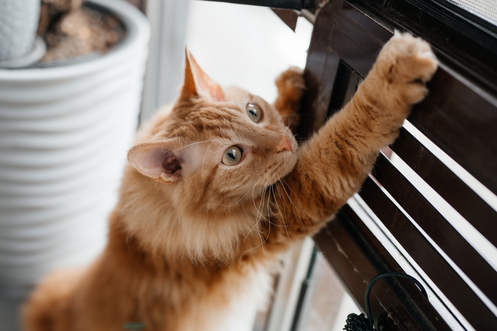 8 Saddening Signs That Your Cat Has Separation Anxiety