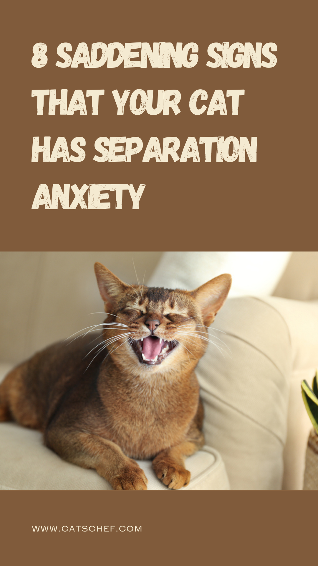 8 Saddening Signs That Your Cat Has Separation Anxiety