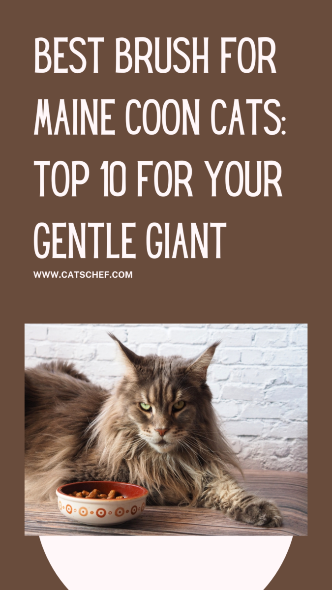 Best Brush For Maine Coon Cats Top 10 For Your Gentle Giant