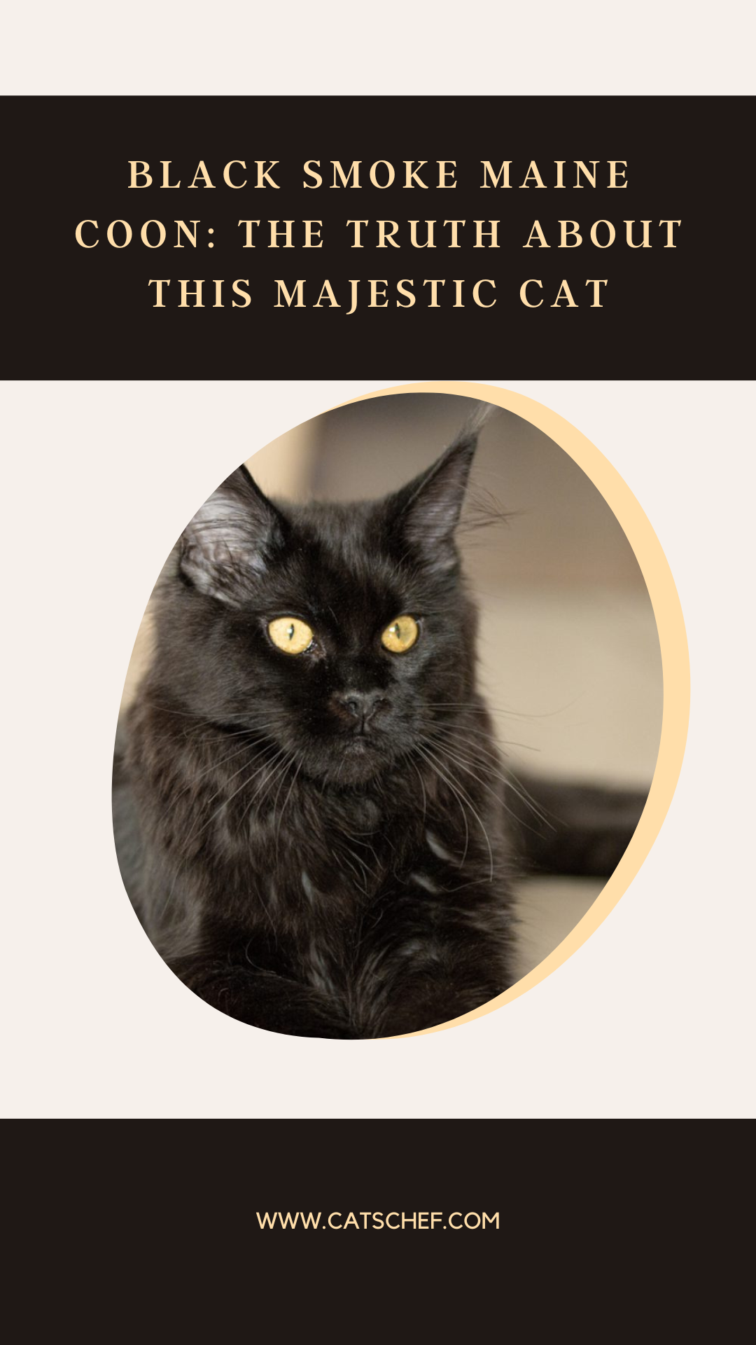 Black Smoke Maine Coon: The Truth About This Majestic Cat