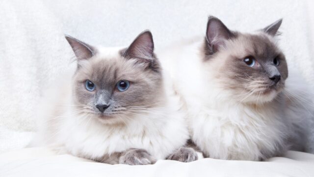 Blue Point Ragdoll