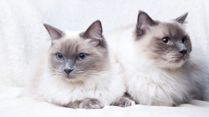 The Majestic Blue Point Ragdoll: Everything You Need To Know