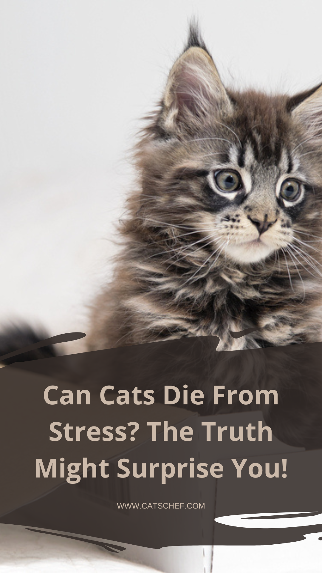 Kediler Stresten Ölebilir mi? Gerçek Sizi Şaşırtabilir!