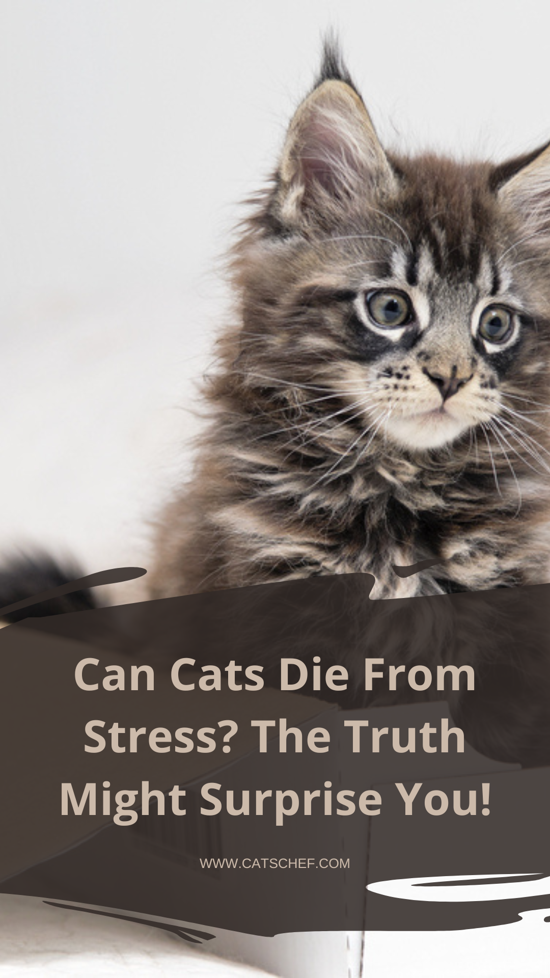 Can Cats Die From Stress? The Truth Might Surprise You!