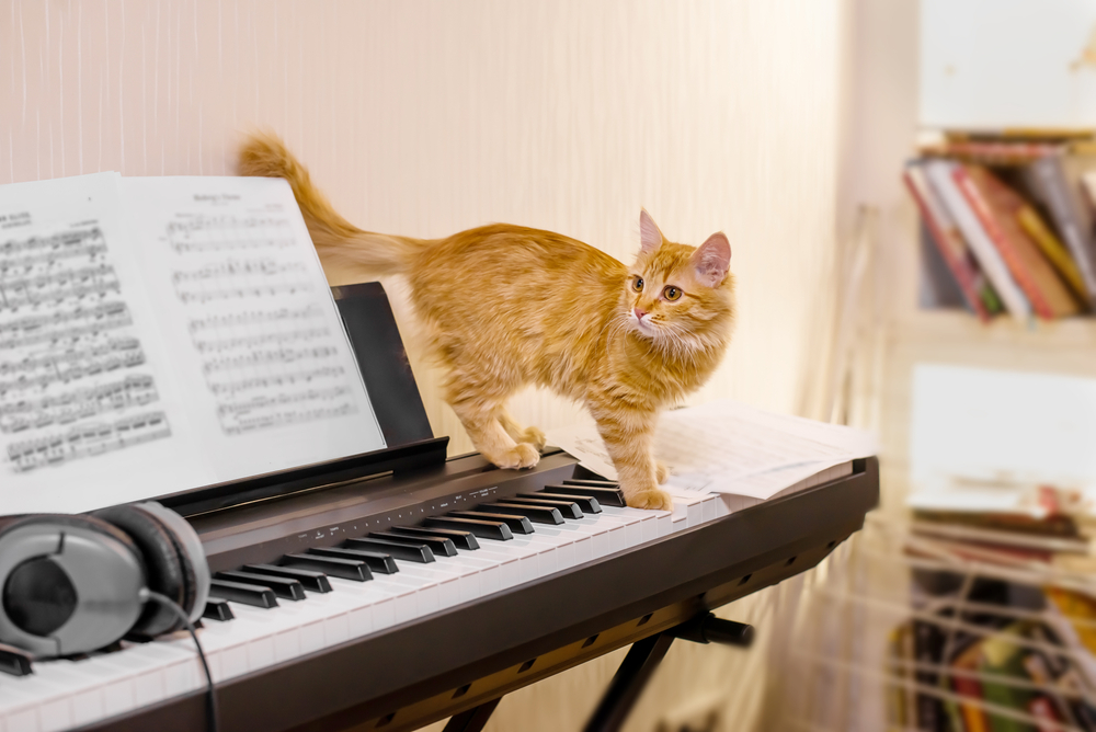 Müzik Kedilerin Daha Hızlı Uykuya Dalmasına Yardımcı Olabilir mi? Aradığınız Tedavi Bu mu?