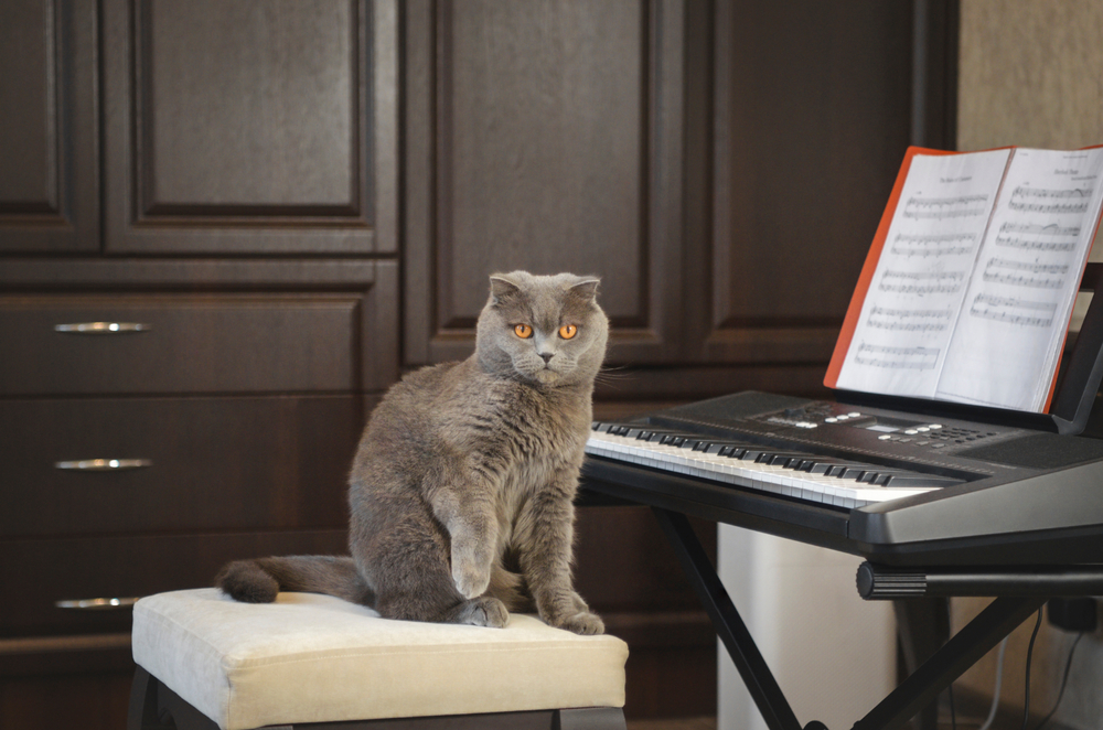 Can Music Help Cats Fall Asleep Faster? Is This The Cure You've Been Looking For