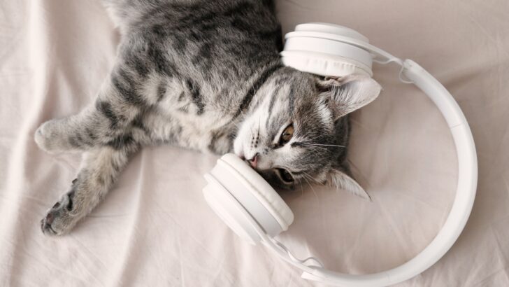 Müzik Kedilerin Daha Hızlı Uykuya Dalmasına Yardımcı Olabilir mi? Aradığınız Tedavi Bu mu