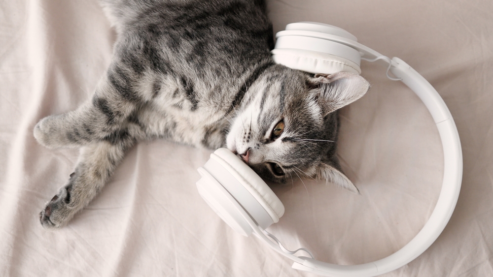 Can Music Help Cats Fall Asleep Faster Is This The Cure You've Been Looking For