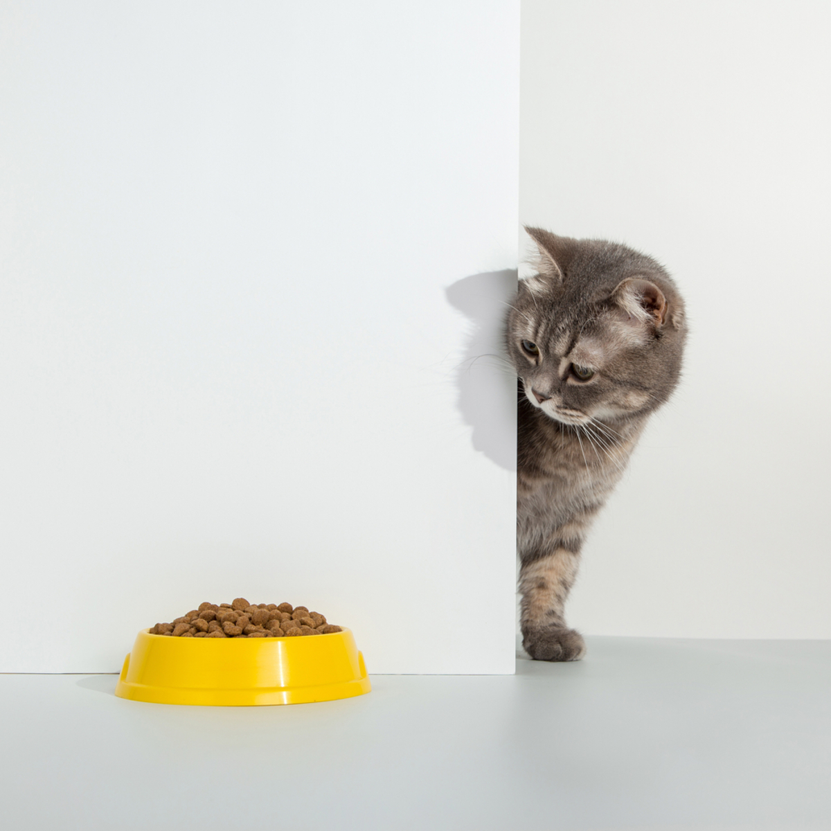 Cat Not Eating Food But Eats Treats: Is She Okay?