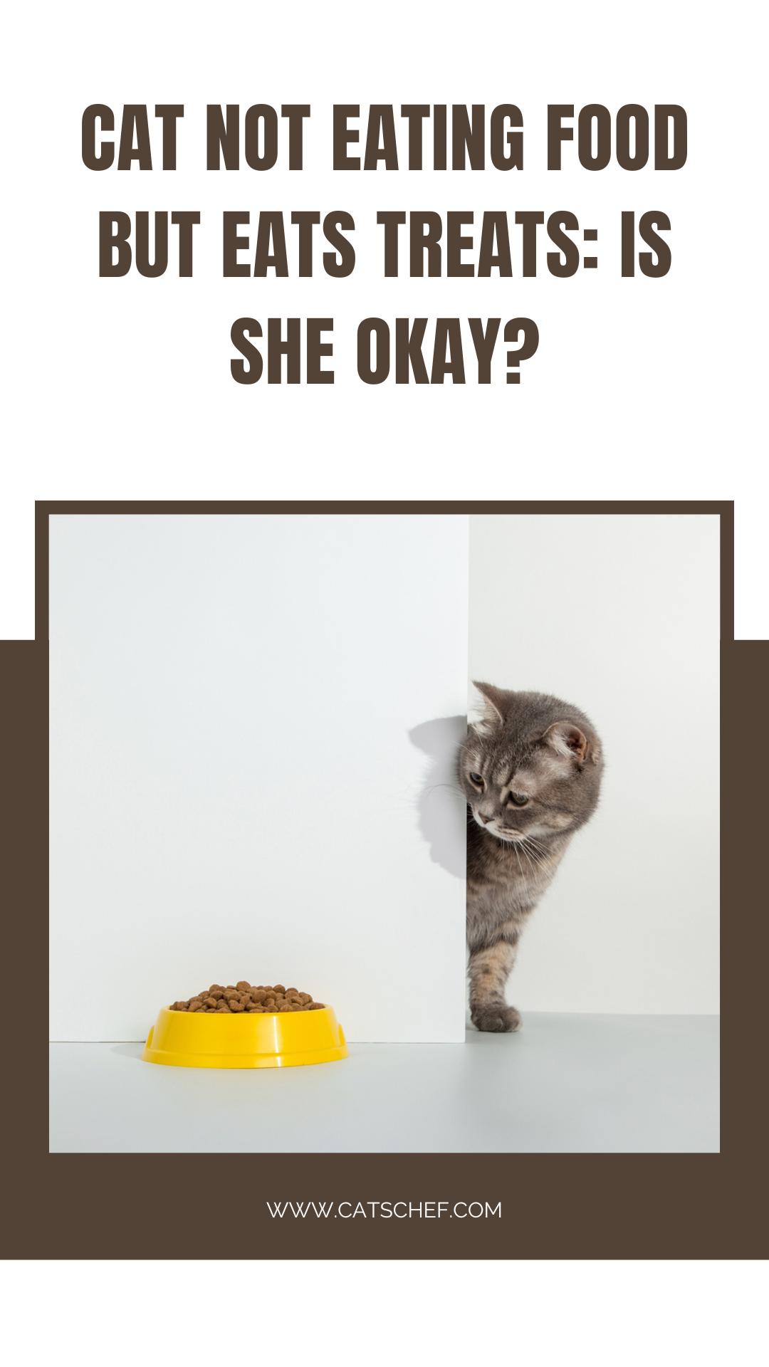 Cat Not Eating Food But Eats Treats: Is She Okay?