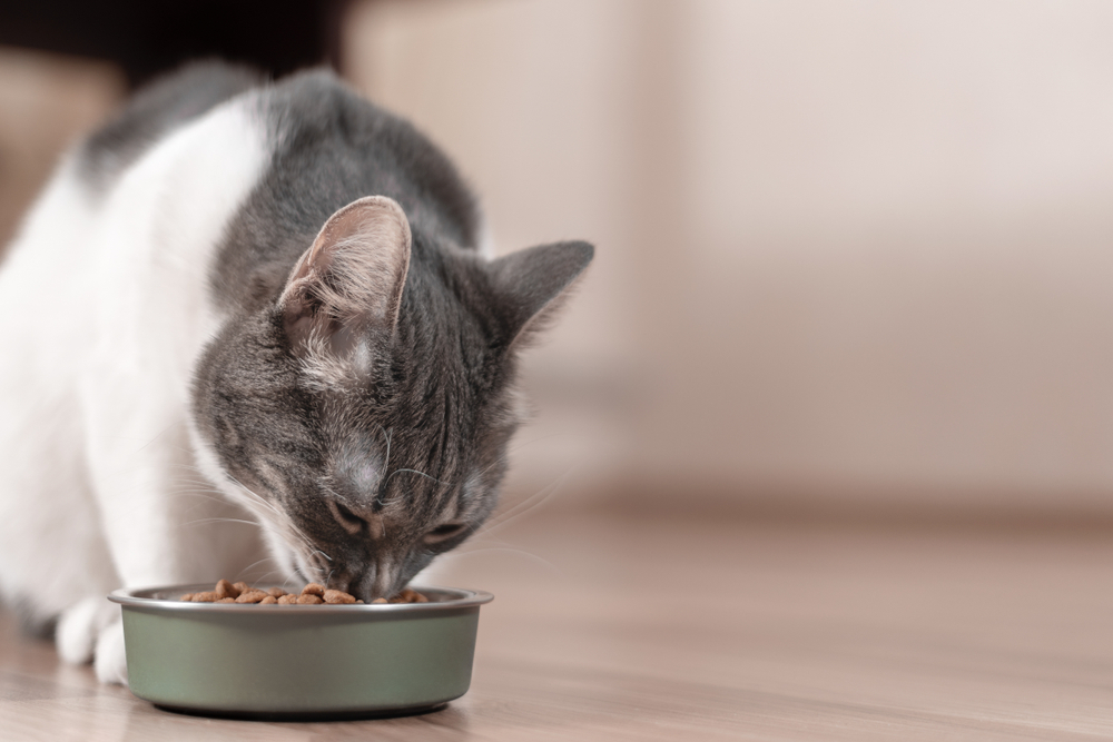 Cat will outlet only eat treats