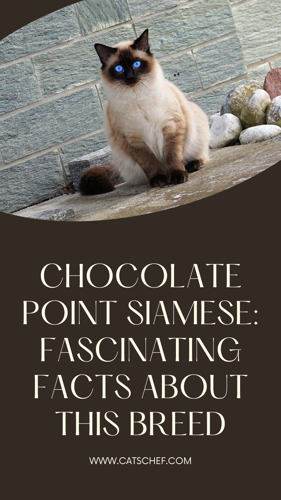 Chocolate Point Siamese: Fascinating Facts About This Breed