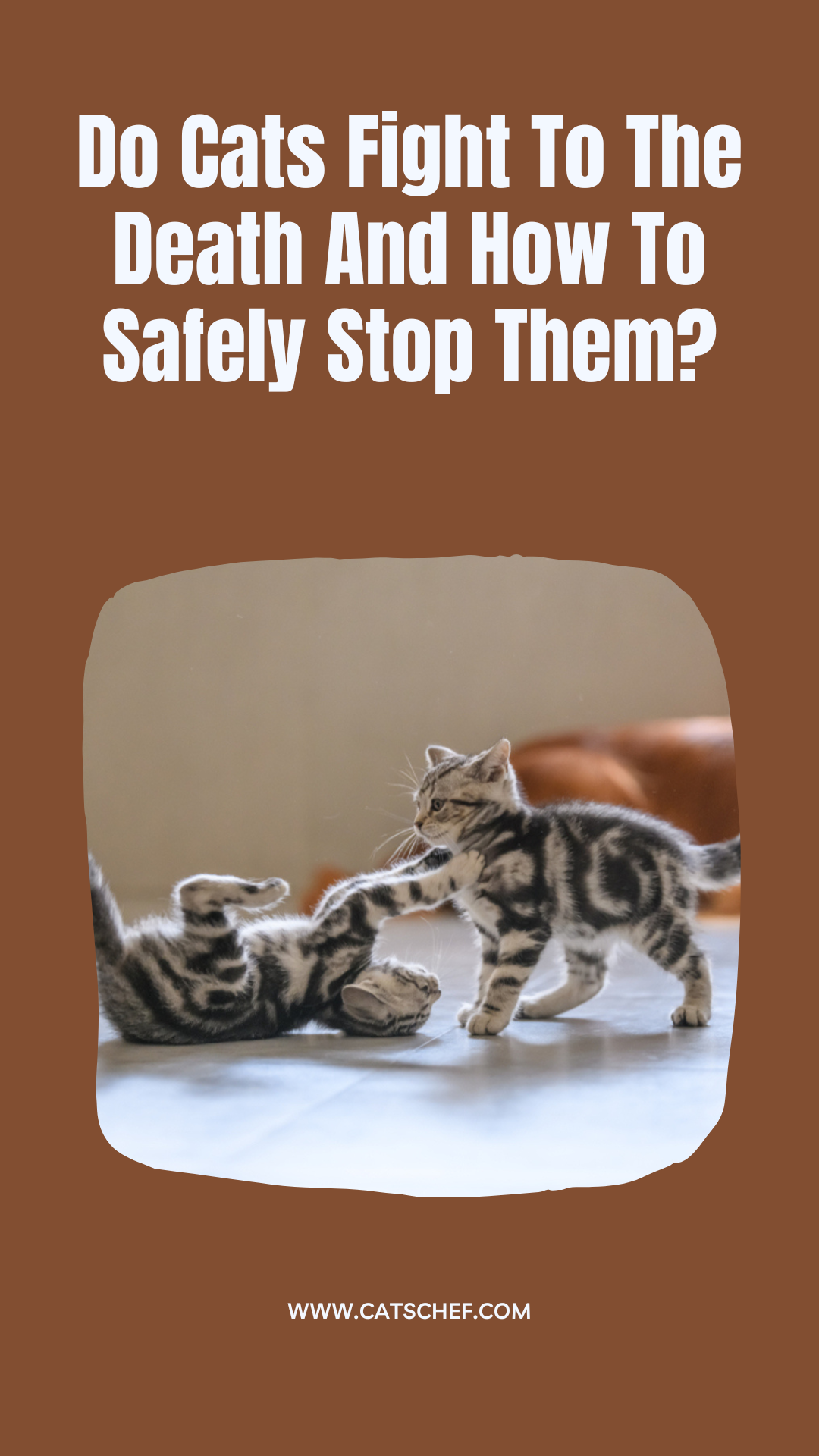 Do Cats Fight To The Death And How To Safely Stop Them?