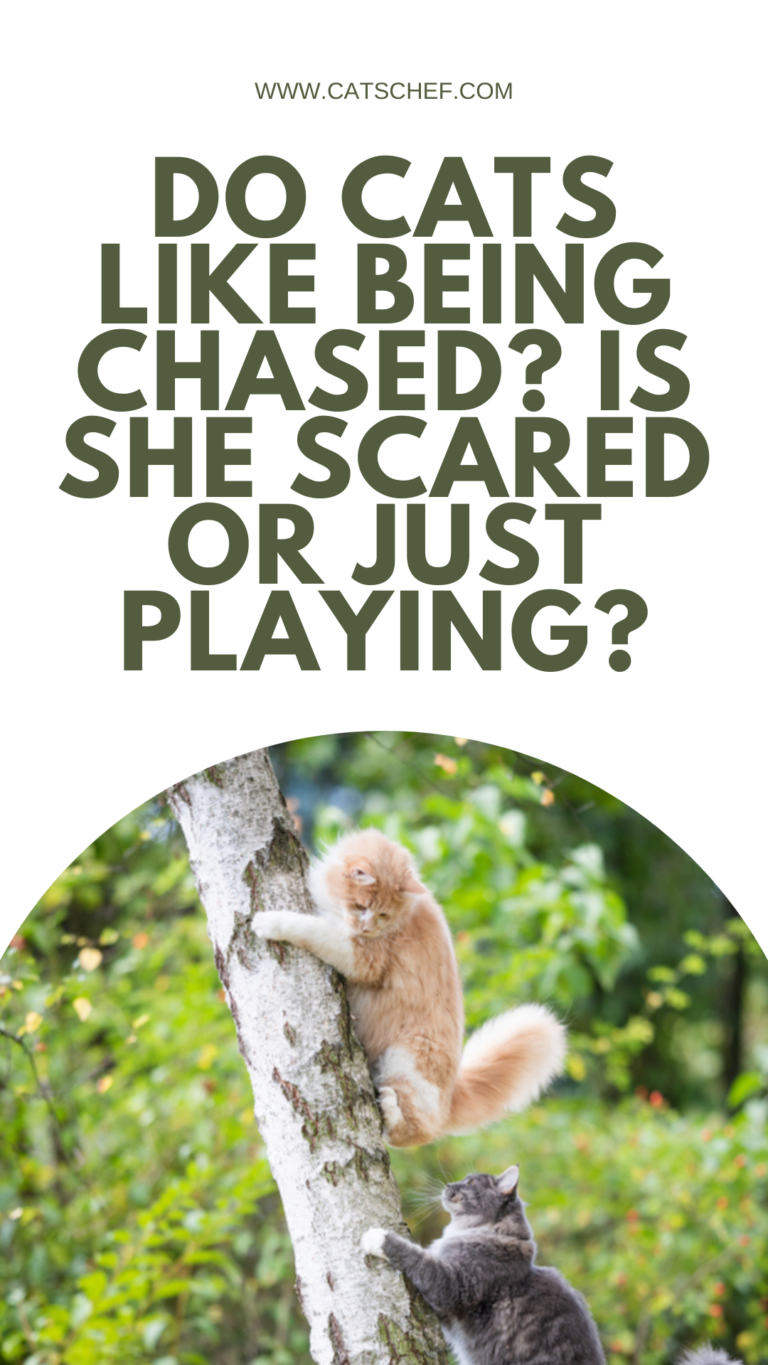Gallery Detail: Do Cats Like Being Chased Is She Scared Or Just