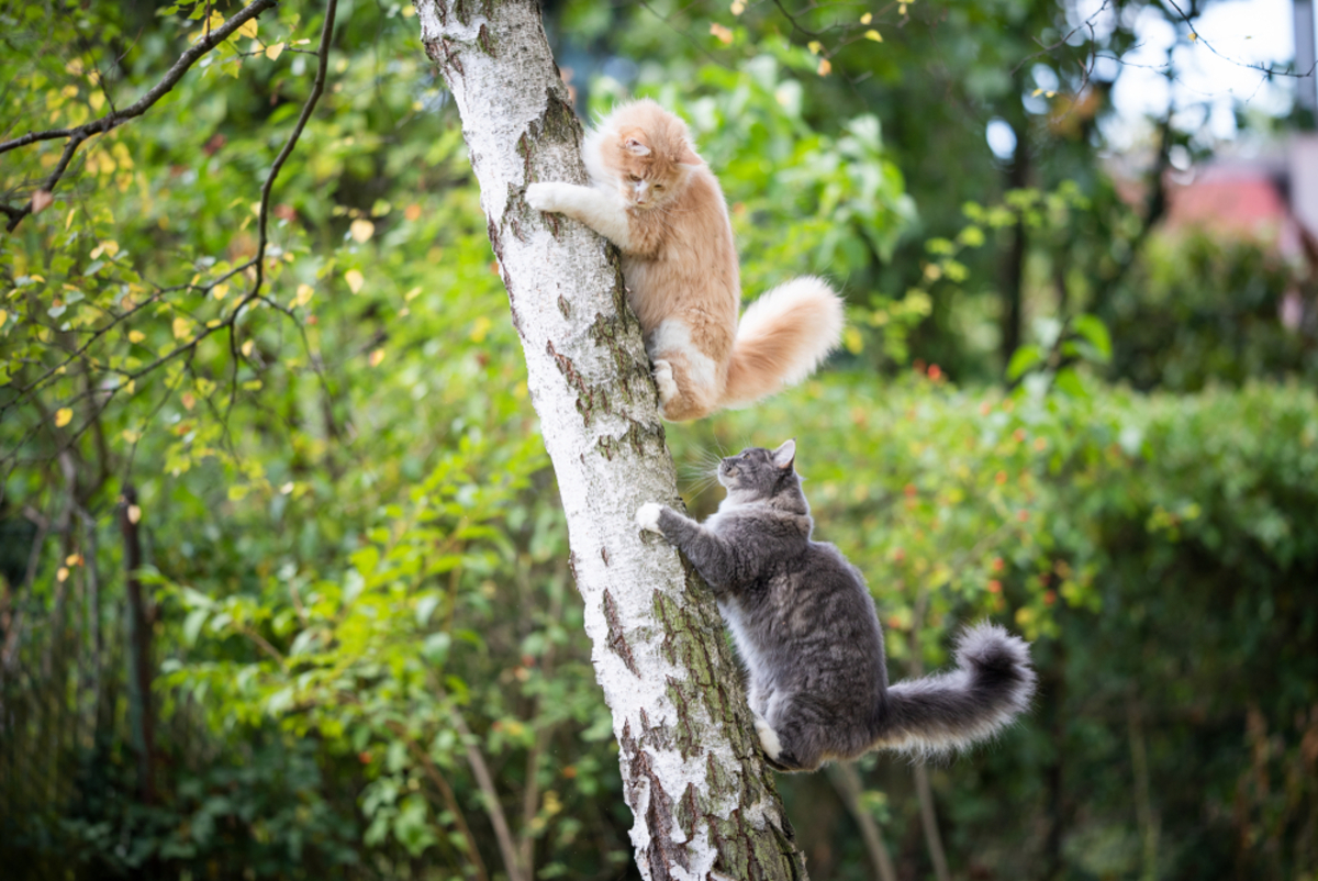 Do Cats Like Being Chased Is She Scared Or Just Playing