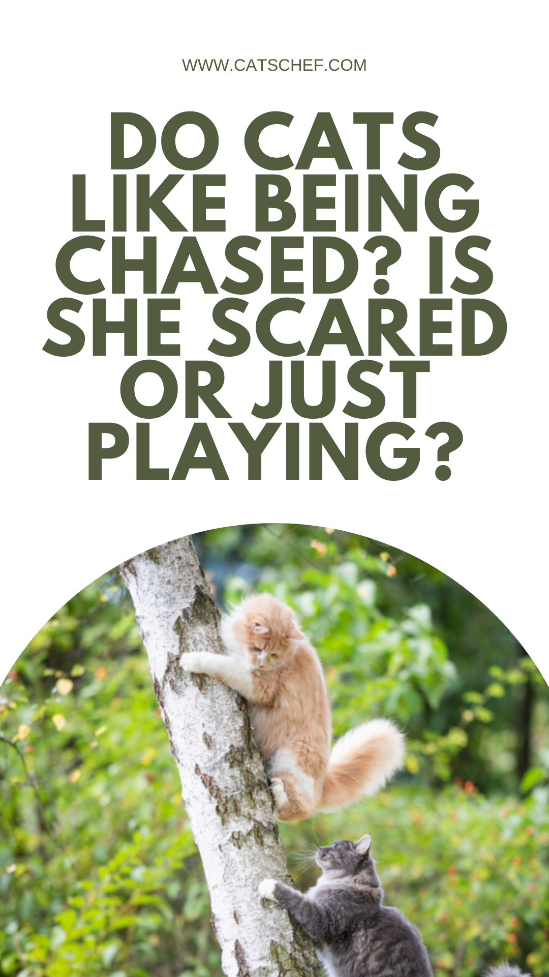 Do Cats Like Being Chased? Is She Scared Or Just Playing?
