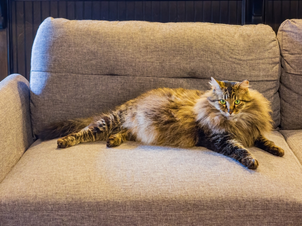 Drama Alert: 9 Behavior Problems Of A Maine Coon Cat