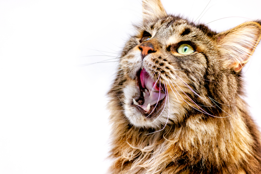 Drama Alert: 9 Behavior Problems Of A Maine Coon Cat