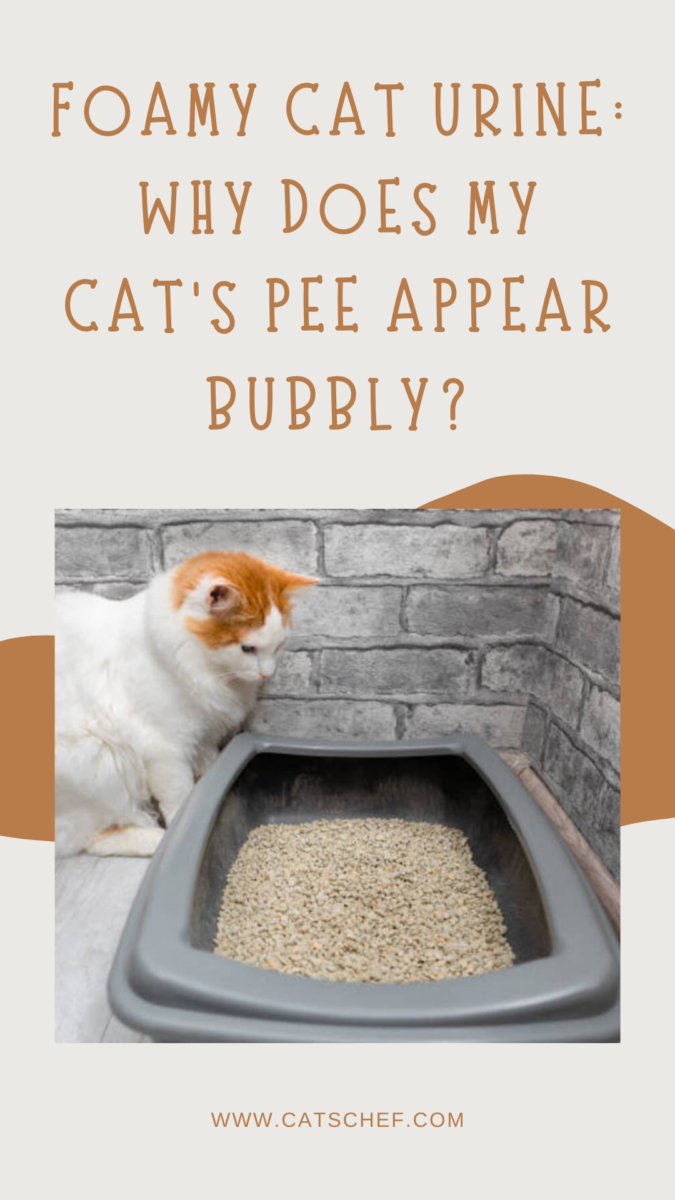 Foamy Cat Urine Why Does My Cat's Pee Appear Bubbly?