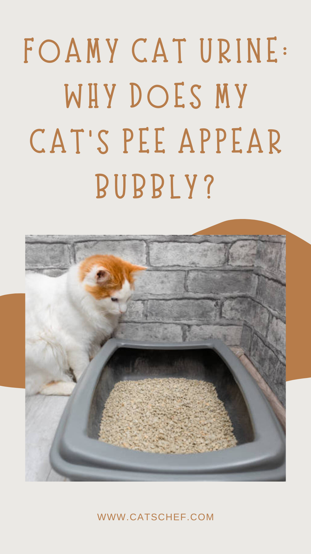 Köpüklü Kedi İdrarı: Kedimin Çişi Neden Köpüklü Görünüyor?