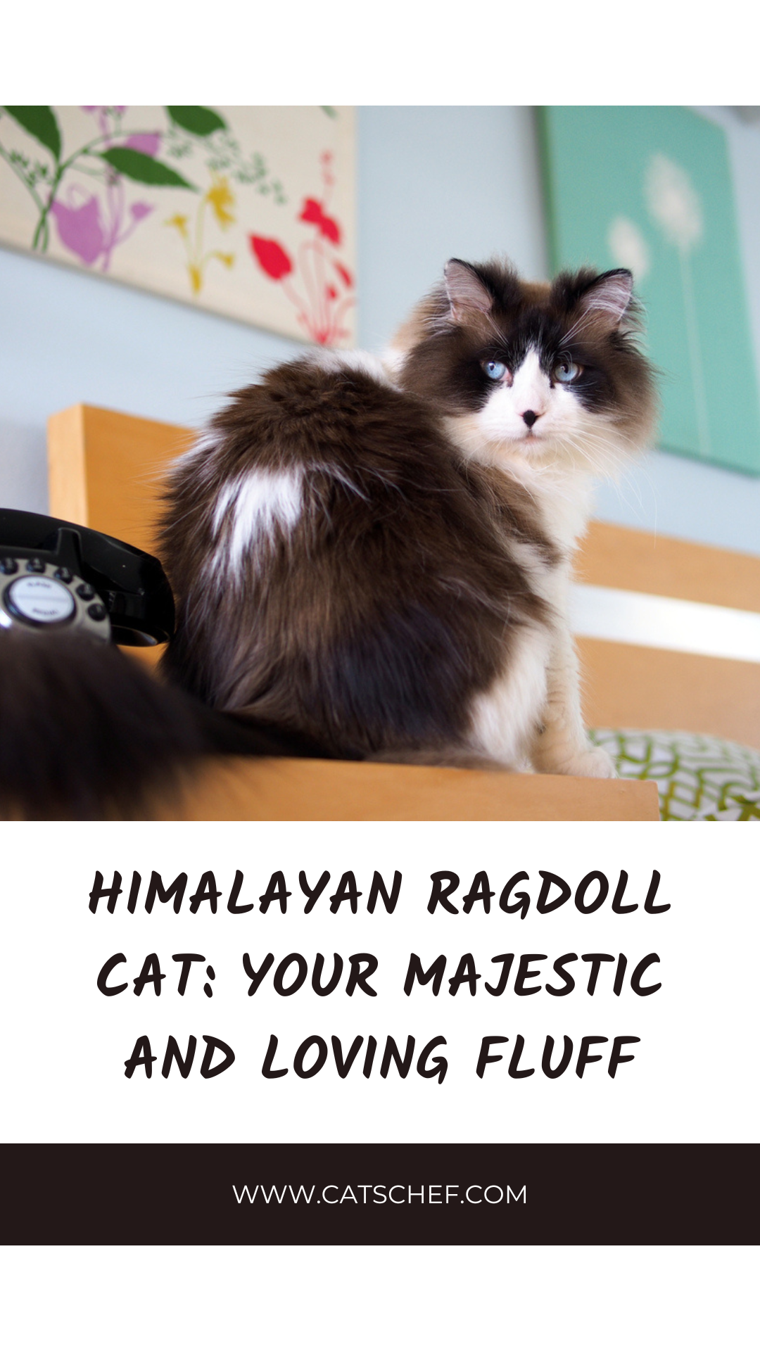 Himalaya Ragdoll Kedisi: Görkemli ve Sevgi Dolu Tüyleriniz