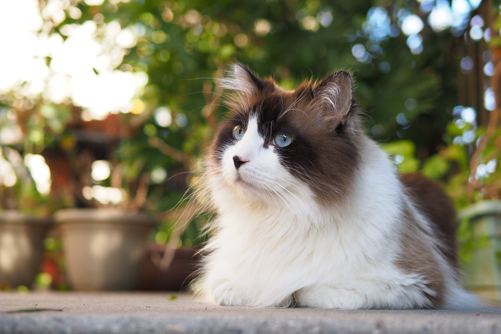 Himalaya Ragdoll Kedisi Görkemli ve Sevgi Dolu Tüyleriniz