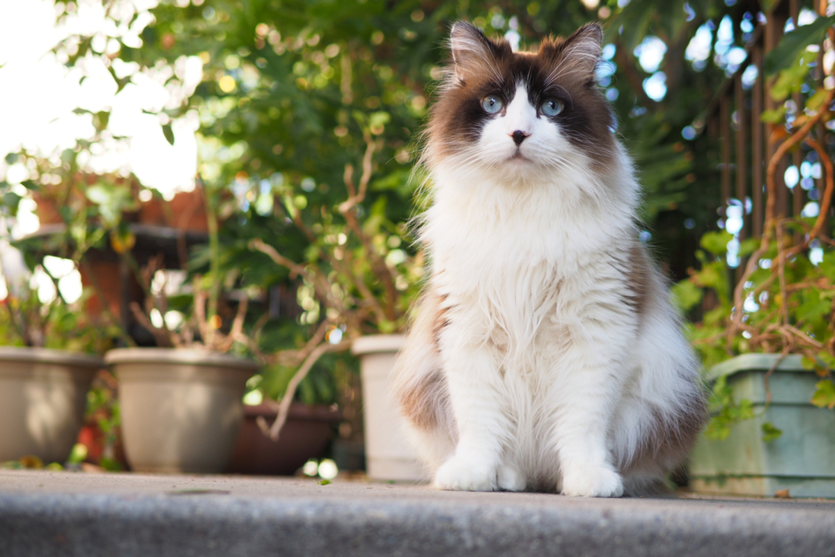 Himalaya Ragdoll Kedisi Görkemli ve Sevgi Dolu Tüyleriniz