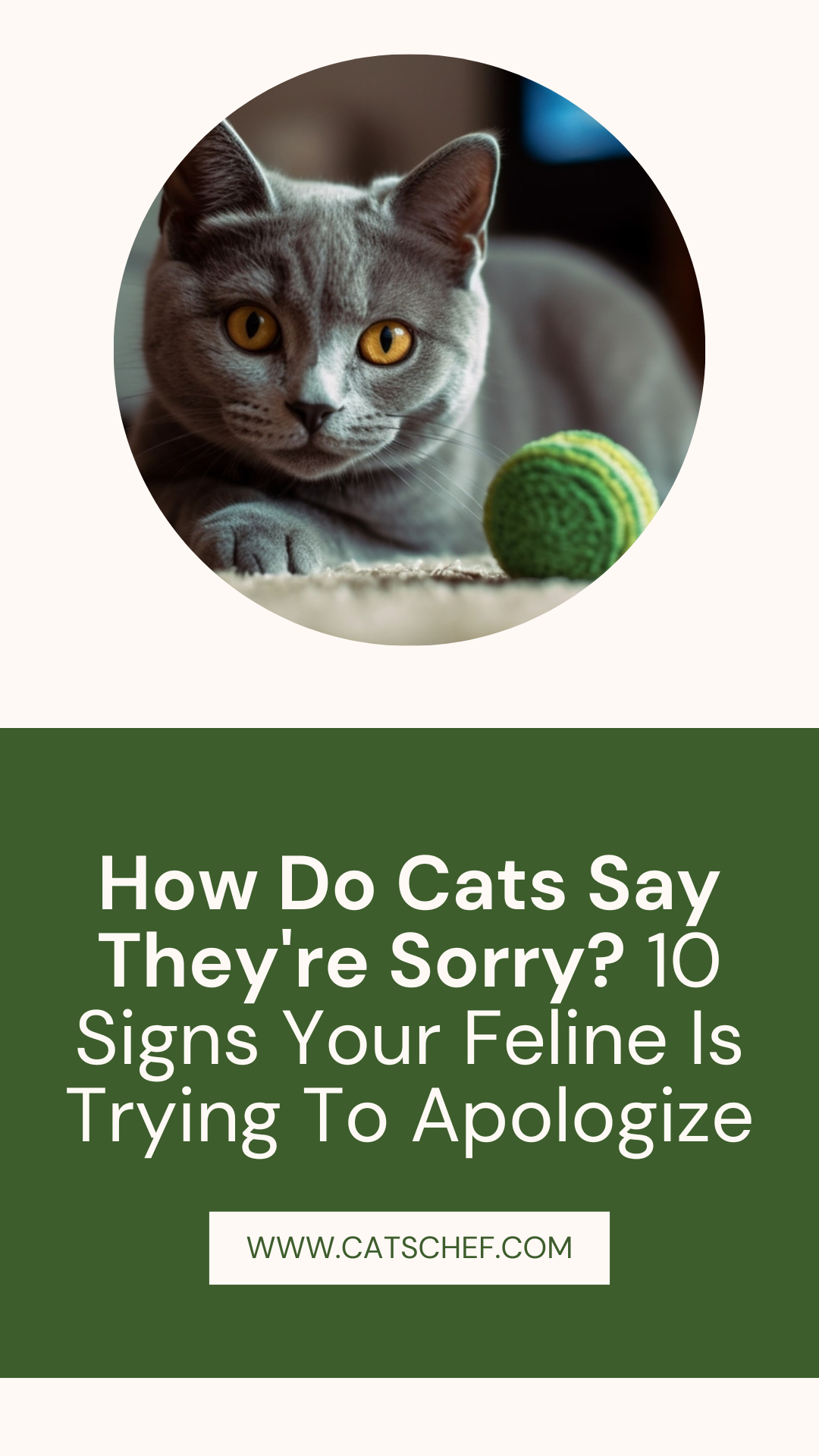 Kediler Özür Dilediklerini Nasıl Söyler? Kedinizin Özür Dilemeye Çalıştığının 10 İşareti