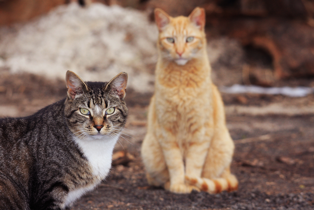 How To Know If A Cat Is Feral? 6 Telltale Signs To Look Out For