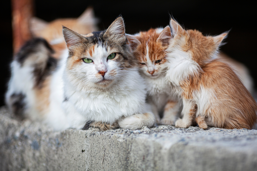 How To Know If A Cat Is Feral? 6 Telltale Signs To Look Out For