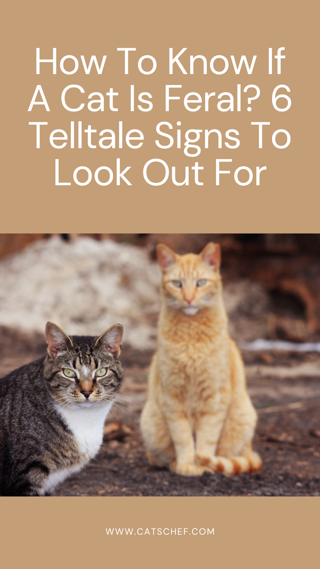 How To Know If A Cat Is Feral? 6 Telltale Signs To Look Out For