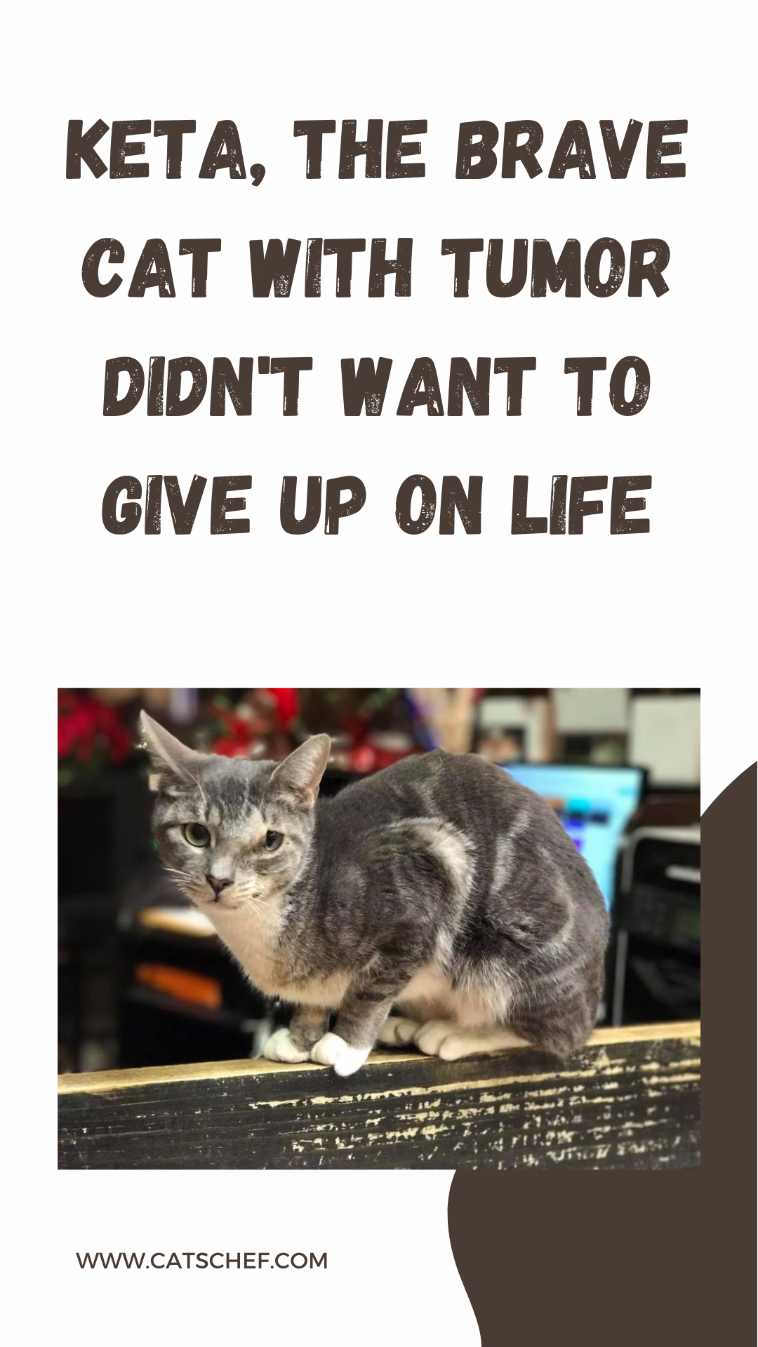 Tümörlü Cesur Kedi Keta Hayattan Vazgeçmek İstemedi