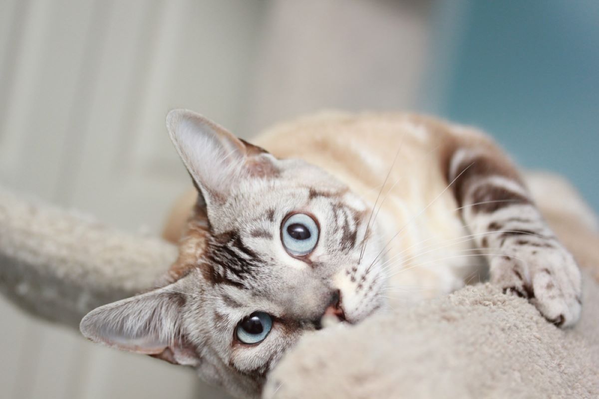 Marble Bengal Cat: The Wild Furry Friend You Need