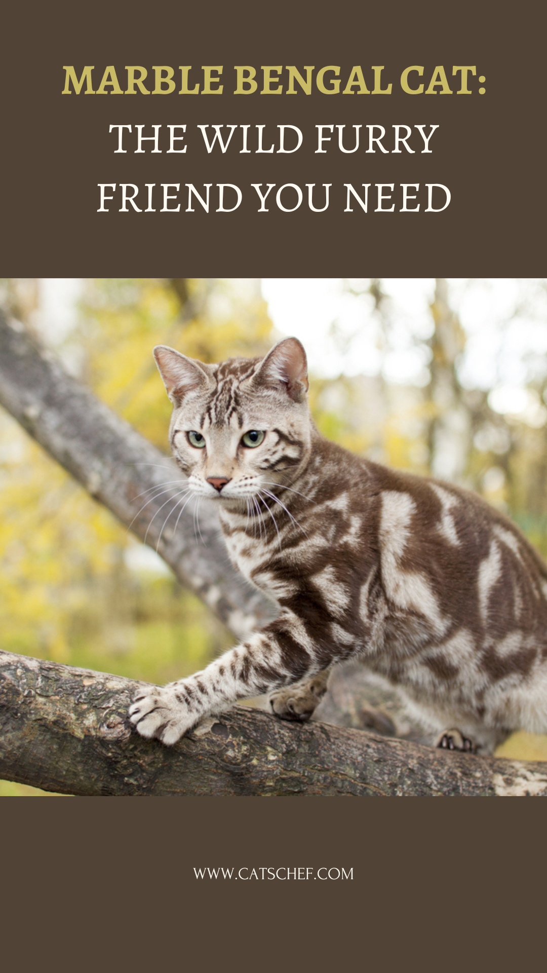 Marble Bengal Cat: The Wild Furry Friend You Need