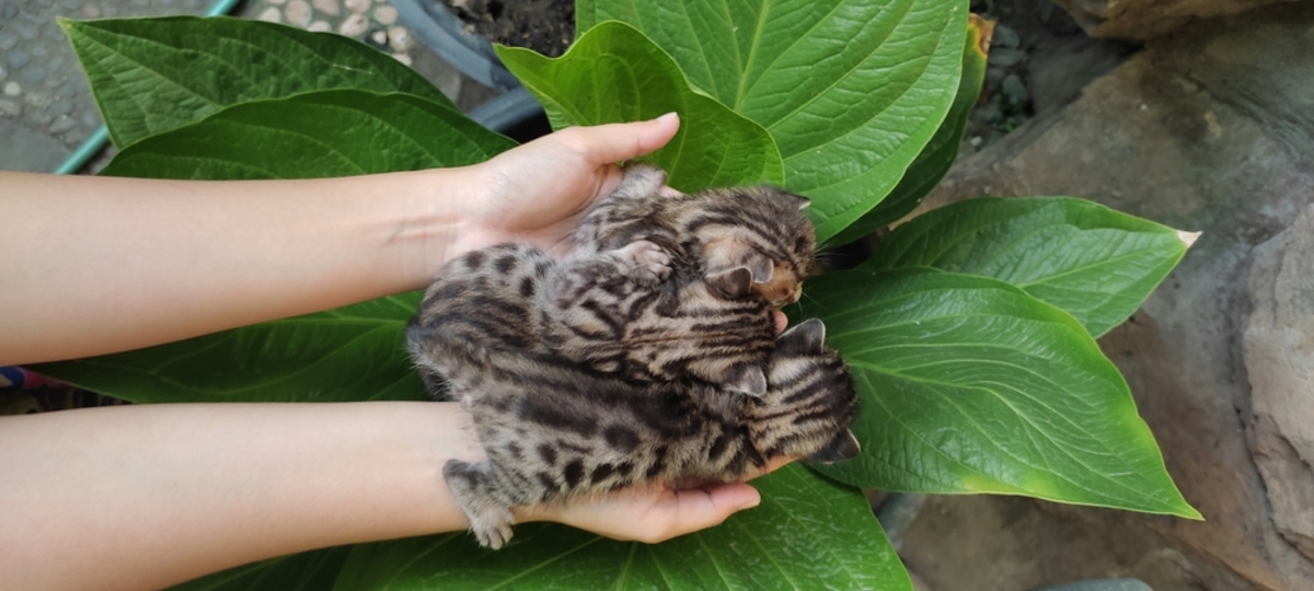 Mermer Bengal Kedisi İhtiyacınız Olan Vahşi Tüylü Arkadaş