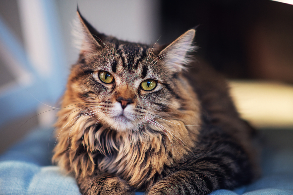 Munchkin Maine Coon: Mini Version Of Your Majestic Fluff