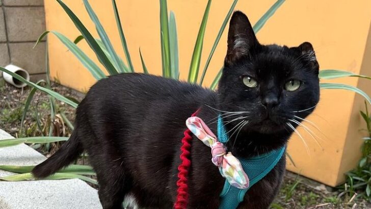 One-Eared Cat, Uno, Finally Gets A Forever Home
