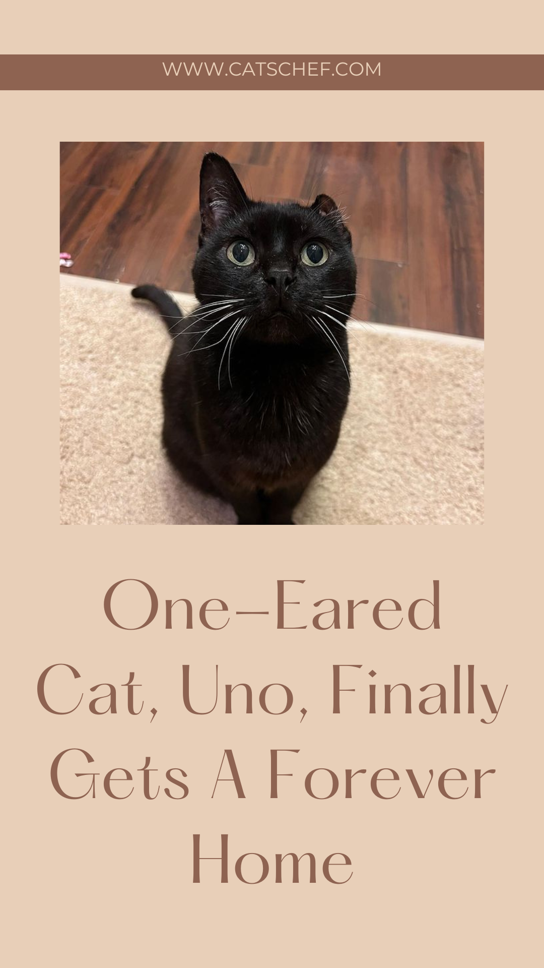 One-Eared Cat, Uno, Finally Gets A Forever Home