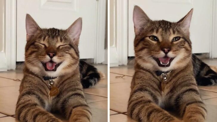 People Are Obsessed With Chestnut, A “Dad Joke” Cat