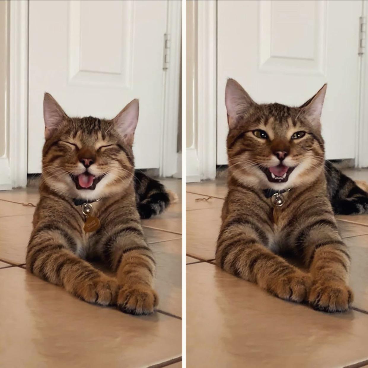 People Are Obsessed With Chestnut, A "Dad Joke" Cat