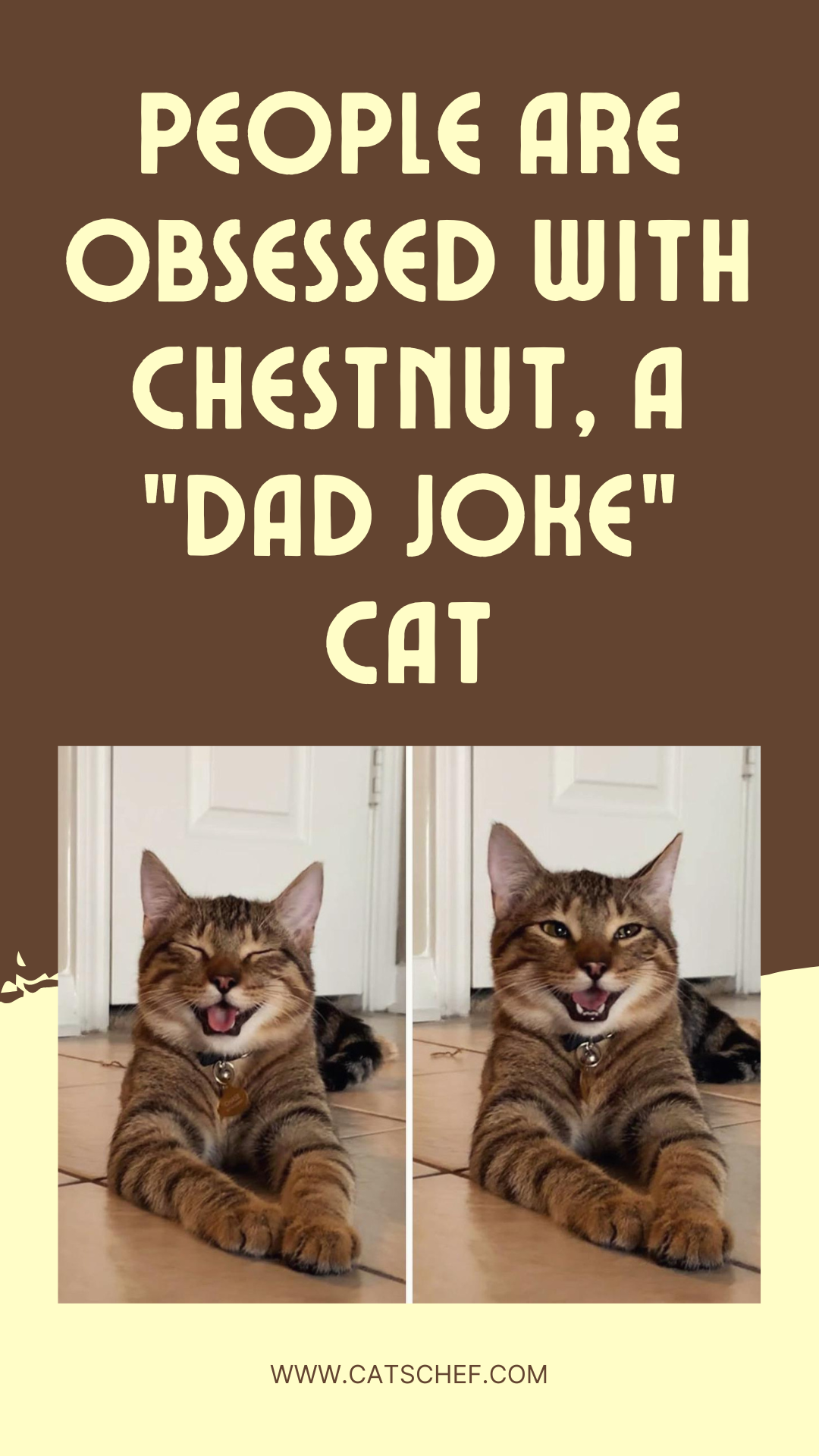 İnsanlar "Baba Şakası" Kedisi Chestnut'a Takmış Durumda
