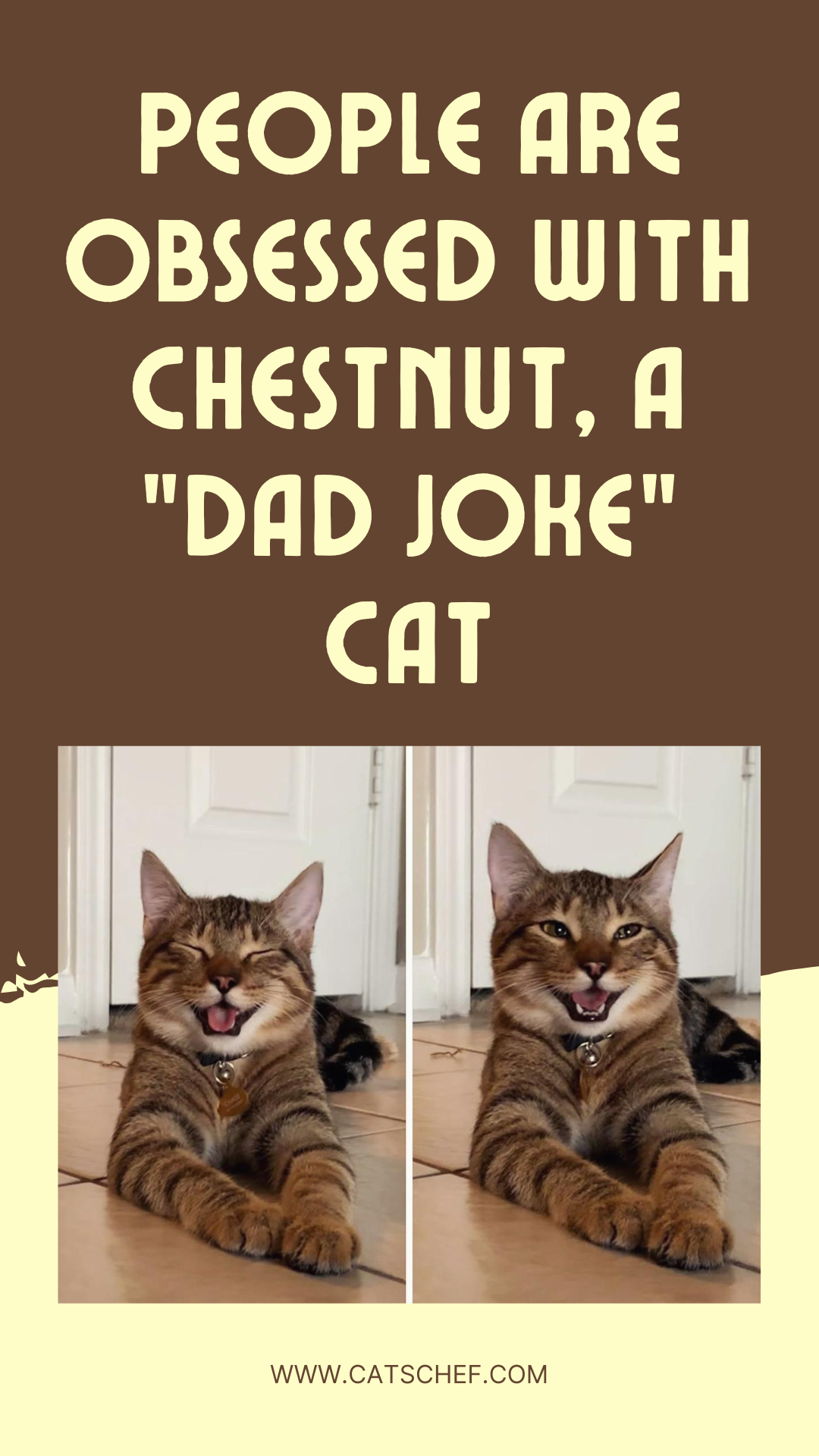 People Are Obsessed With Chestnut, A "Dad Joke" Cat