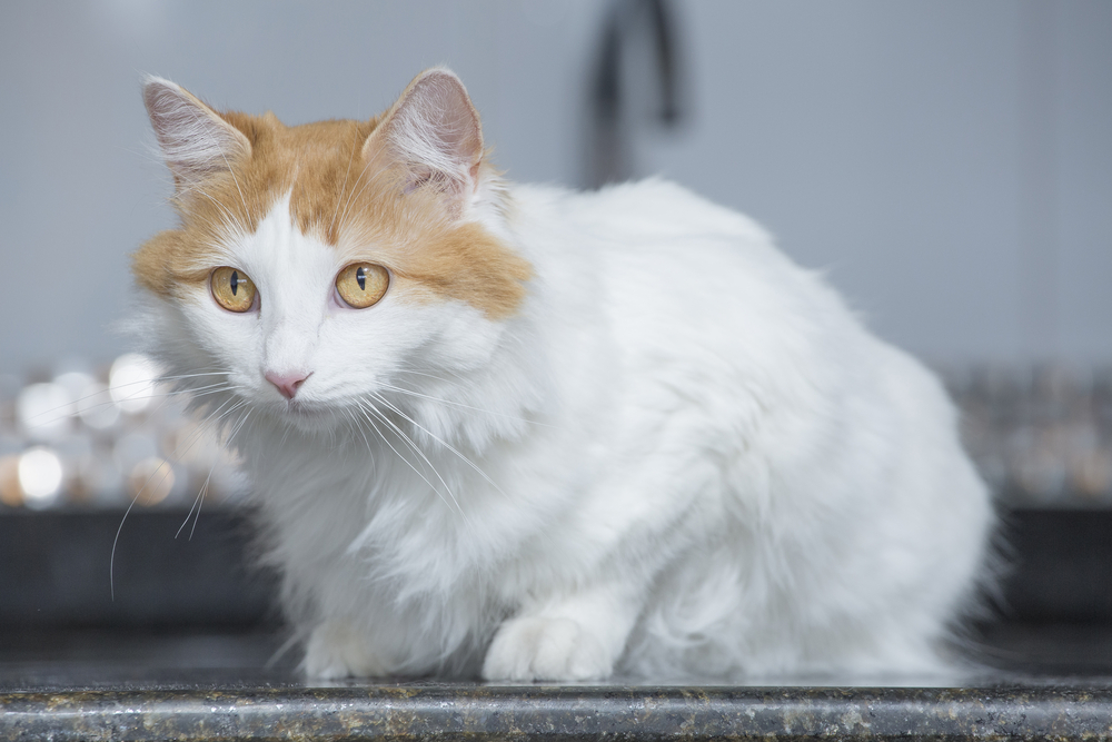 Pinocchios Of The Feline World: 12 Cats With Big Noses