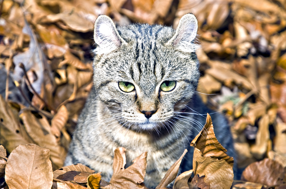 Pinocchios Of The Feline World: 12 Cats With Big Noses