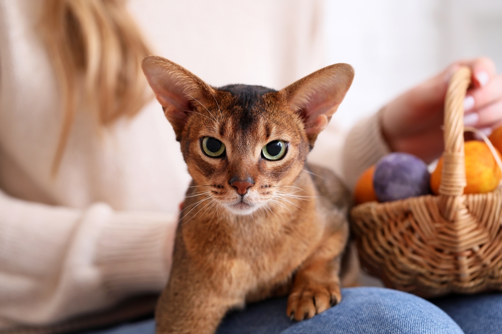 Pinocchios Of The Feline World: 12 Cats With Big Noses