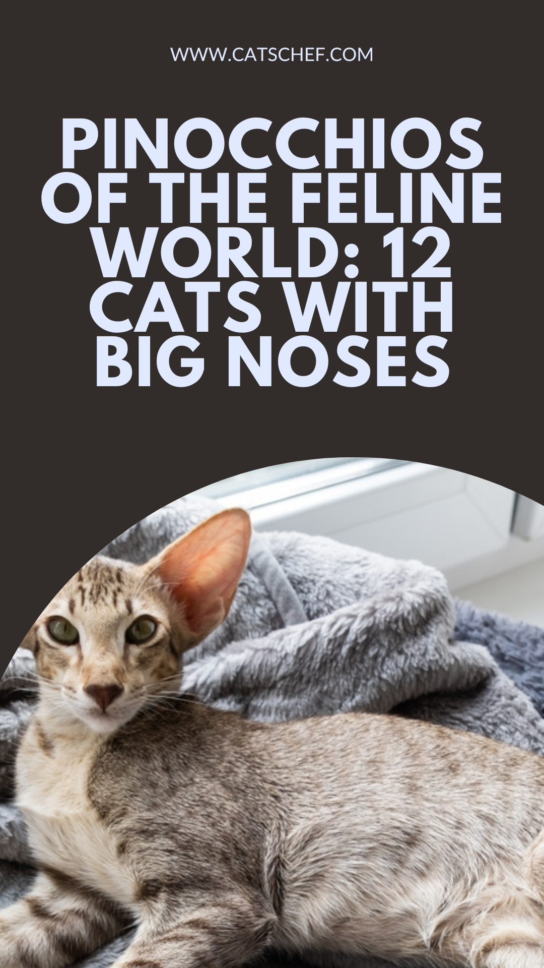 Pinocchios Of The Feline World: 12 Cats With Big Noses